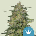 Royal Highness (Royal Queen Seeds) feminizowane