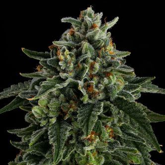 Jet Puft (Compound Genetics) feminizowane