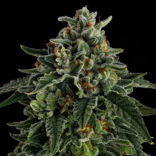 Jet Puft (Compound Genetics) feminizowane