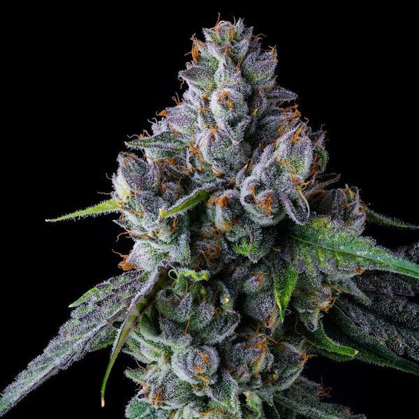 El Valle Haze (Compound Genetics) nasiona marihuany feminizowane