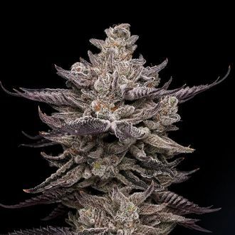 El Valle Haze (Compound Genetics) nasiona marihuany feminizowane