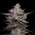 El Valle Haze (Compound Genetics) nasiona marihuany feminizowane