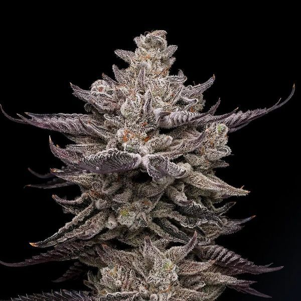 El Valle Haze (Compound Genetics) nasiona marihuany feminizowane