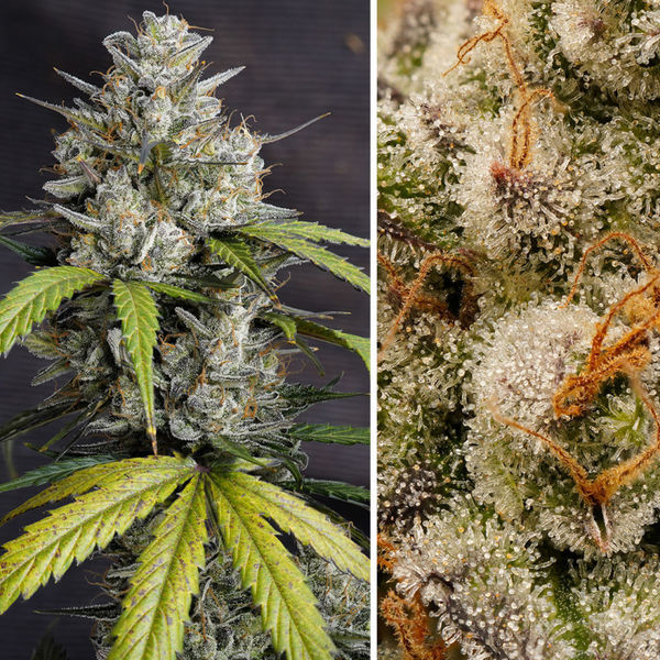 Auto Melonade Runtz (Dutch Passion) feminizowane