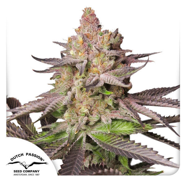 Melonade Runtz (Dutch Passion) feminizowane