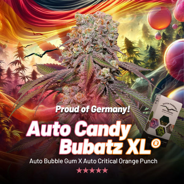 Auto Candy Bubatz XL (Dutch Passion) nasiona marihuany feminizowane