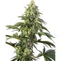 Cosmic Kiss (Sensi Seeds) nasiona marihuany feminizowane