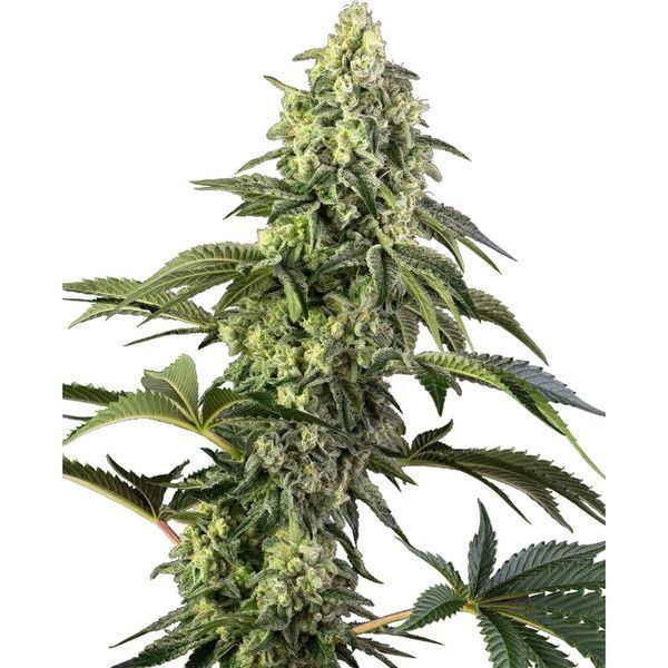 Cosmic Kiss (Sensi Seeds) nasiona marihuany feminizowane