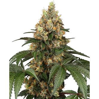 Chocolate Rainbow XXL (Sensi Seeds) feminizowane