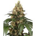 Chocolate Rainbow XXL (Sensi Seeds) nasiona marihuany feminizowane