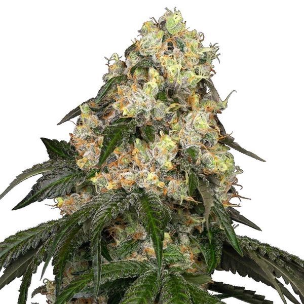 White Biscotti OG XXL (White Label) nasiona marihuany feminizowane