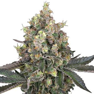 Sweet Berry Breeze (White Label) feminizowane
