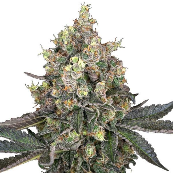 Sweet Berry Breeze (White Label) feminizowane