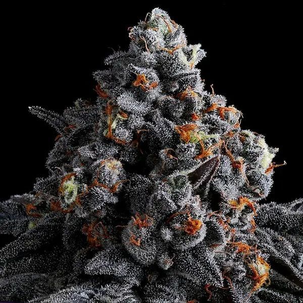 Indigo Sapphire (Anesia Seeds) Feminizowane