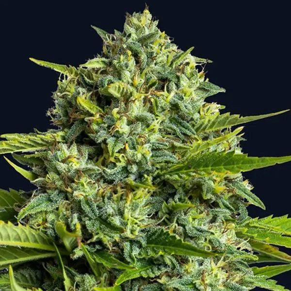 Sticky Boof (Anesia Seeds) feminizowane