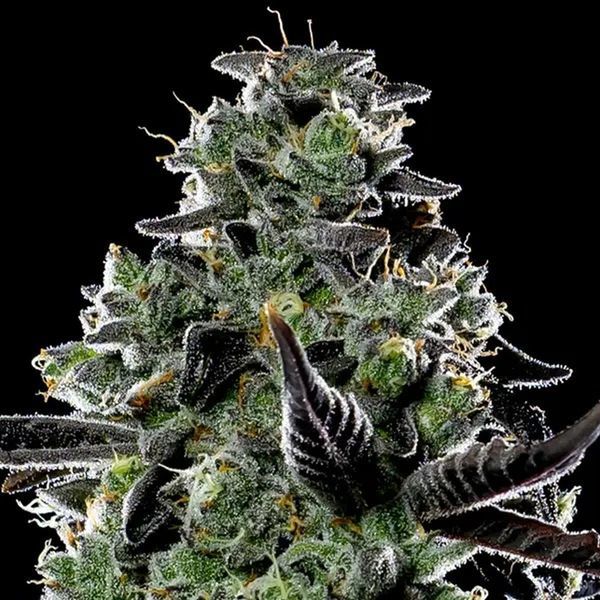 Violet Face Automat (Anesia Seeds) feminizowane