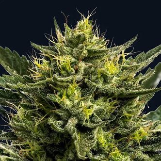 Wham Boom Auto (Anesia Seeds) feminizowane