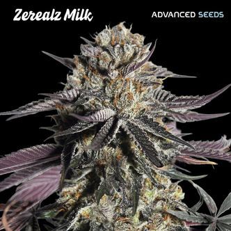 Zerealz Milk (Advanced Seeds) feminizowane