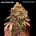 Auto Zerealz Milk (Advanced Seeds) nasiona marihuany feminizowane