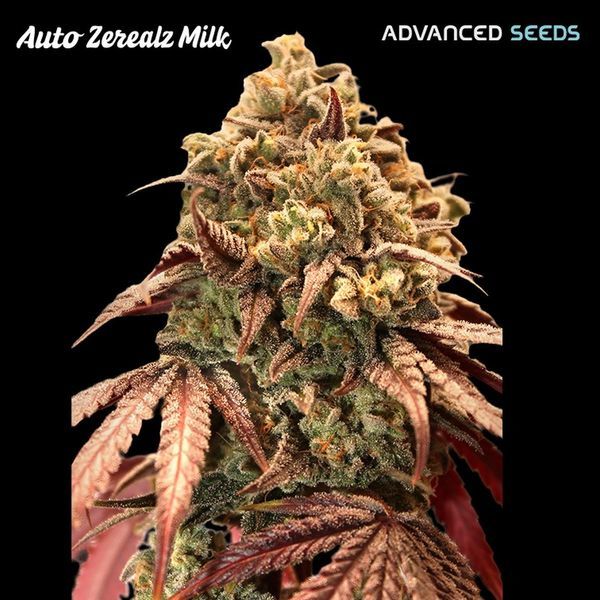 Auto Zerealz Milk (Advanced Seeds) nasiona marihuany feminizowane