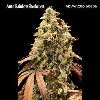 Auto Rainbow Sherbet 11 (Advanced Seeds) Feminizowane