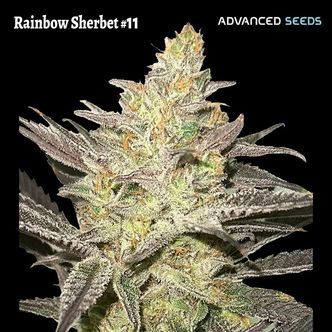 Rainbow Sherbet #11 (Advanced Seeds) feminizowane