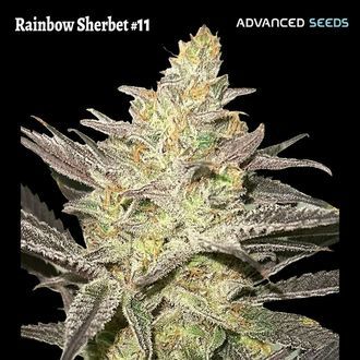 Rainbow Sherbet #11 (Advanced Seeds) feminizowane