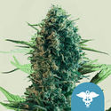 Royal Medic (Royal Queen Seeds) feminizowane