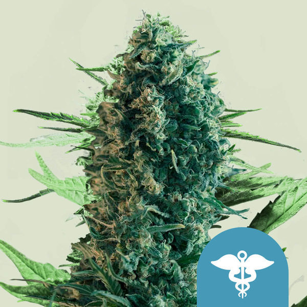 Royal Medic (Royal Queen Seeds) feminizowane