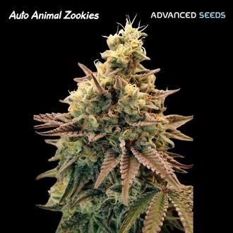 Auto Animal Zookies (Advanced Seeds) feminizowane