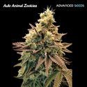 Auto Animal Zookies (Advanced Seeds) feminizowane