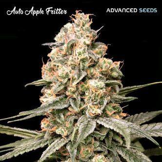 Auto Apple Fritter (Advanced Seeds) Nasiona marihuany feminizowane