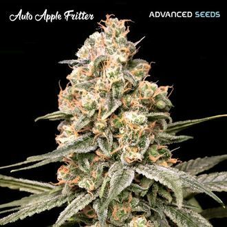 Auto Apple Fritter (Advanced Seeds) Nasiona marihuany feminizowane