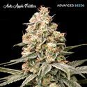 Auto Apple Fritter (Advanced Seeds) Nasiona marihuany feminizowane