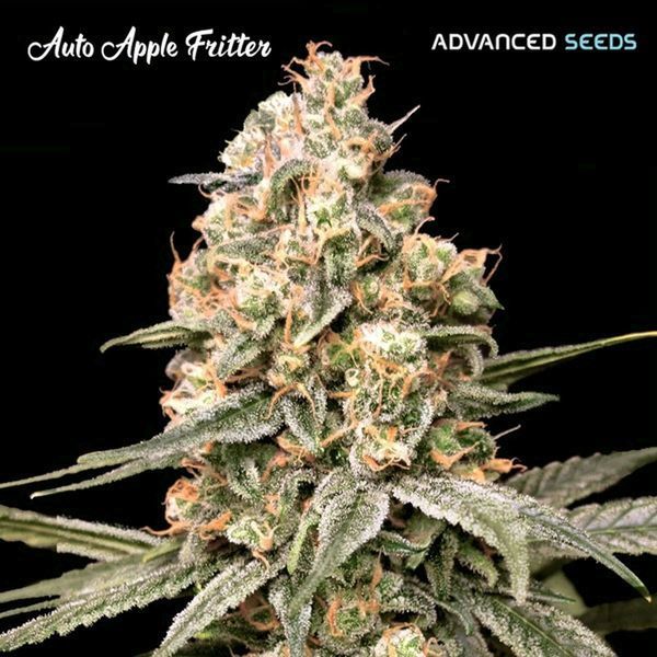 Auto Apple Fritter (Advanced Seeds) Nasiona marihuany feminizowane