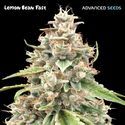 Lemon Bean Fast (Advanced Seeds) Feminizowane