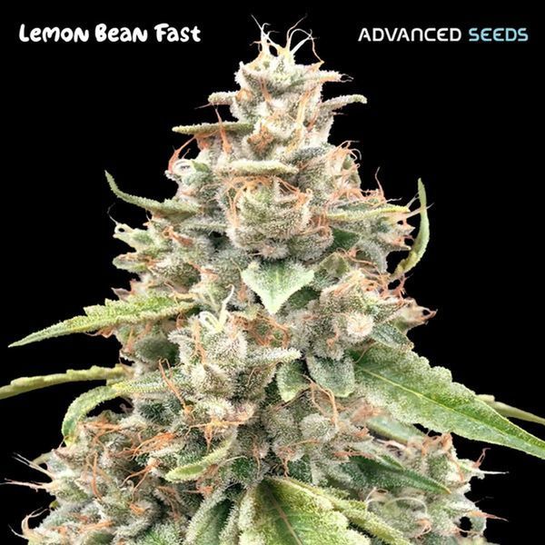 Lemon Bean Fast (Advanced Seeds) Feminizowane
