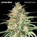Lemon Bean (Advanced Seeds) feminizowane