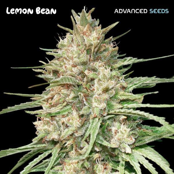 Lemon Bean (Advanced Seeds) feminizowane