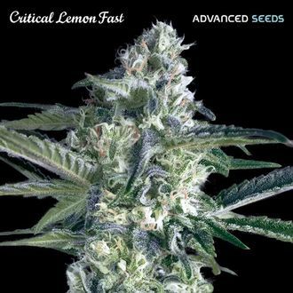 Critical Lemon Fast (Advanced Seeds) feminizowane