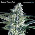 Critical Lemon Fast (Advanced Seeds) feminizowane