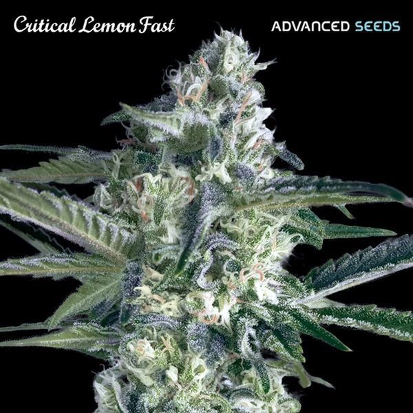 Critical Lemon Fast (Advanced Seeds) feminizowane