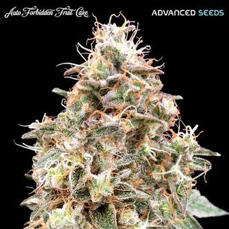 Auto Forbidden Fruit Cake (Advanced Seeds) feminizowane