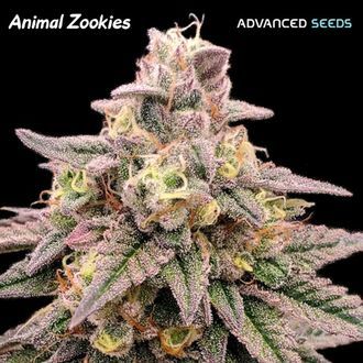 Animal Zookies (Advanced Seeds) nasiona marihuany feminizowane