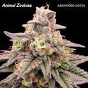 Animal Zookies (Advanced Seeds) nasiona marihuany feminizowane