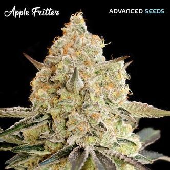 Apple Fritter (Advanced Seeds) feminizowane