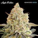 Apple Fritter (Advanced Seeds) feminizowane