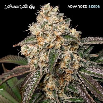 Forbidden Fruit Cake (Advanced Seeds) feminizowane
