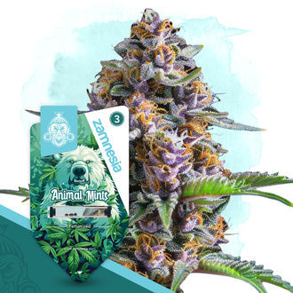 Wild Things Pack - Odmiany feminizowane