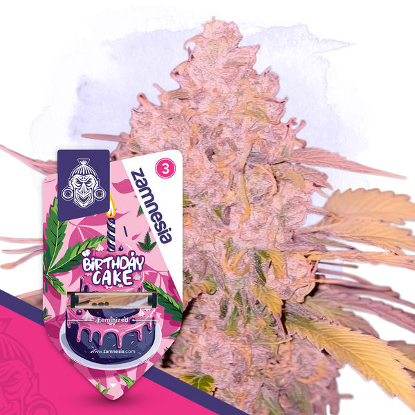 Zestaw Desserts Pack – szczepy feminizowane